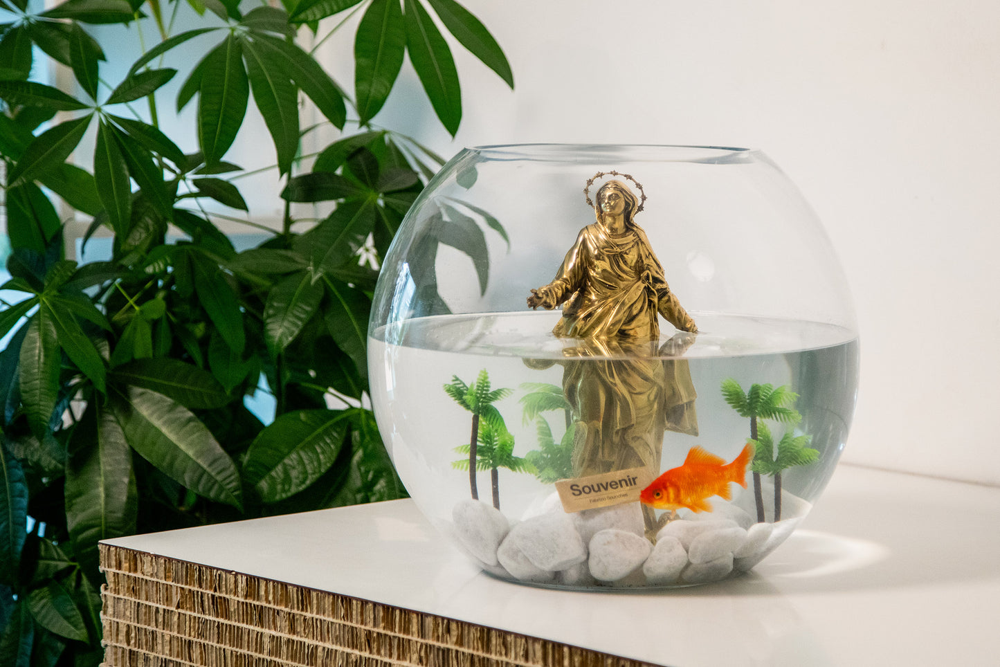 Fabrizio Spucches, Acquario Madonnina Souvenir