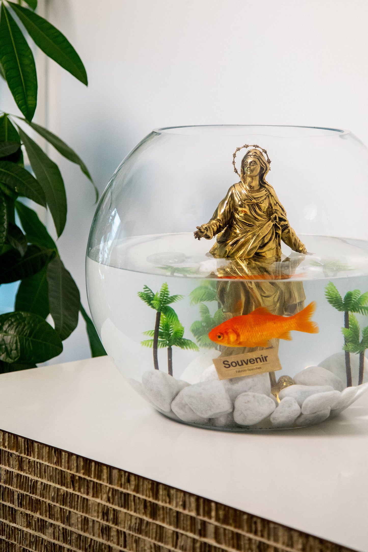 Fabrizio Spucches, Acquario Madonnina Souvenir